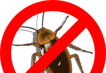 Тараканы: острая проблема, требующая решения