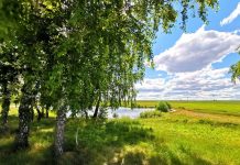 О чем повествует текс песни: Во поле береза стояла»?