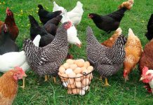 Рацион питания кур летом