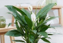 Популярные виды домашних растений