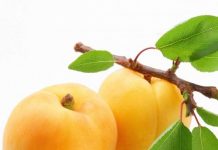 Чем полезны абрикосы и где купить абрикосы в Спб