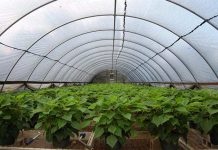 Как выбрать пленку для теплиц и парников?