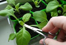 Как прищипывать цинию для обильного цветения?