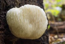 Гребенчатый ежевик: как правильно принимать необычный гриб?