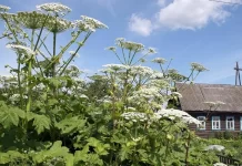 Как бороться с борщевиком на участке?