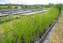 Питомник водных растений Камыши