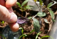 Причины появления у помидор фиолетовых листьев