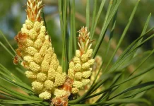 Сосновая пыльца: польза для организма человека