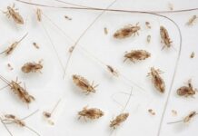 Как обрабатывать личные вещи и постельное белье при заражении вшами