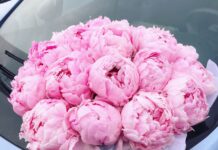 Где и как лучше купить пионы с доставкой по Москве — простое руководство для тех, кто хочет радость в вазе